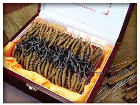 杨林街道冬虫夏草回收